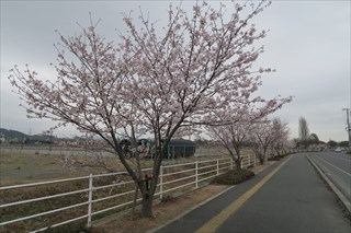 150403sakura.JPG